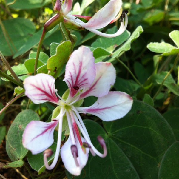 Climbing Bauhinia Tripods (Bauhinia corymbosa) - Ladybird Nursery