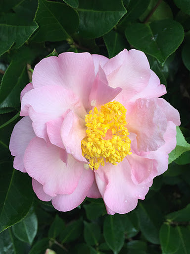 Camellia Contemplation (Camellia)