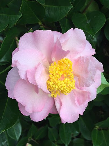 Camellia Contemplation (Camellia) - Ladybird Nursery