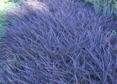 Creeping Juniper douglasii (Juniperus horizontalis)