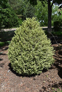 Common Box variegata Variegated (Buxus sempervirens) - Ladybird Nursery