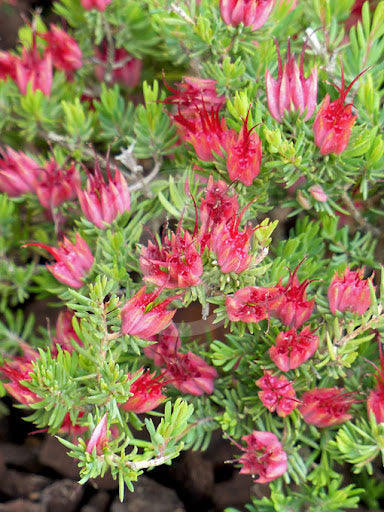 Darwinia grandiflora