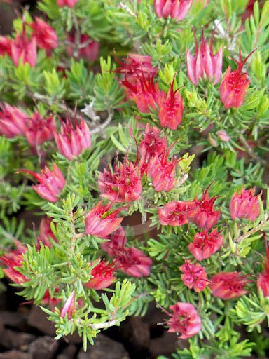 Darwinia grandiflora - Ladybird Nursery