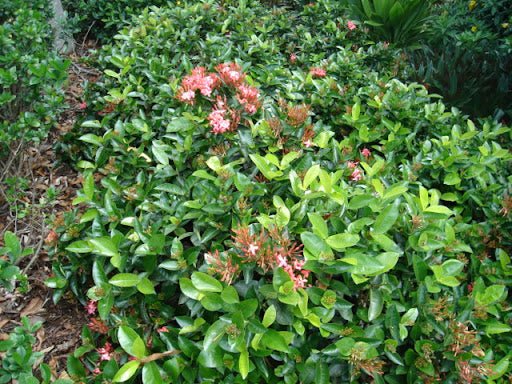 Ixora Tropic Blush - Ladybird Nursery