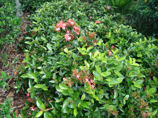 Ixora Tropic Blush