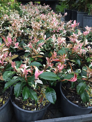 Star Jasmine Tricolor (Trachelospermum jasminoides)