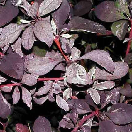 Silver Miles Barberry ottawensis (Berberis x)