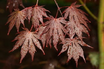 Shirasawa's Maple Yasemin (Acer shirasawanum)