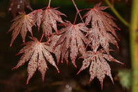 Shirasawa's Maple Yasemin (Acer shirasawanum)