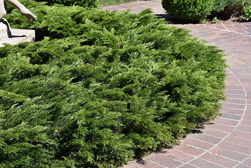 Savin Juniper Calgary Carpet (Juniperus sabina) - Ladybird Nursery