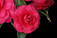 Sasanqua Camellia Exotic Jewel (Camellia sasanqua)