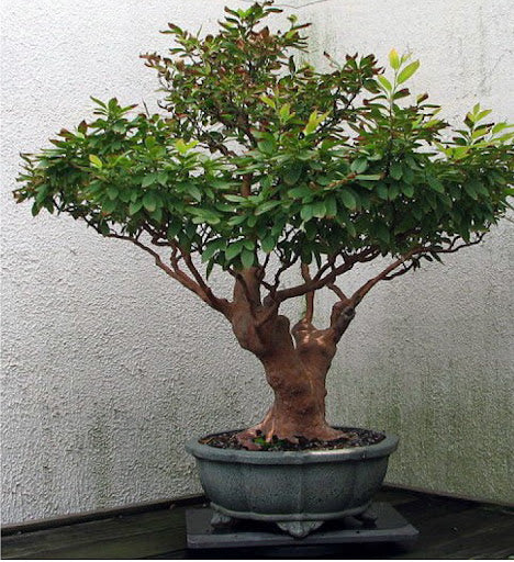 Sasanqua Camellia Bonsai Baby (Camellia sasanqua)