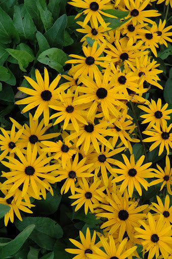 Rudbeckia Sunbeckia Black-eyed Susan Lucia