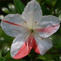 Azalea indica Avenir