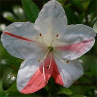 Azalea indica Avenir - Ladybird Nursery