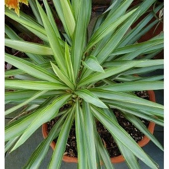 Spineless Yucca Variegata (Yucca Elephantipes)