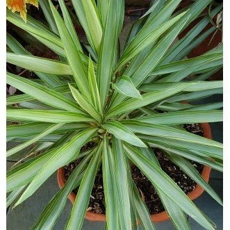 Spineless Yucca Variegata (Yucca Elephantipes) - Ladybird Nursery