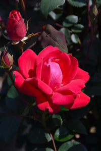 Rose RADTKO Double Pink Knockout® (Rosa)