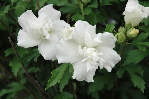 Rose of Sharon Double White (Hibiscus syriacus) - Ladybird Nursery
