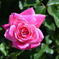 Rose Blushing Pink Iceberg Standards (Rosa)
