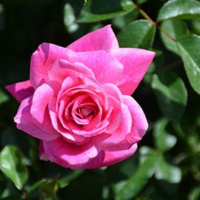 Rose Blushing Pink Iceberg Standards (Rosa) - Ladybird Nursery