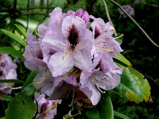 Rhododendron Kimbeth - Ladybird Nursery