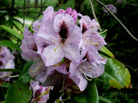 Rhododendron Kimbeth