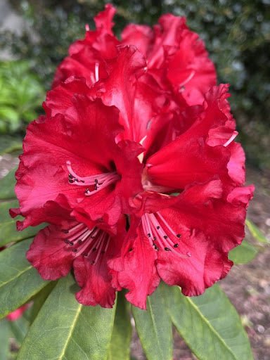 Rhododendron Grace Seabrook - Ladybird Nursery