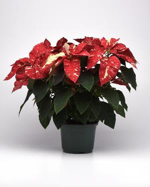 Red Glitter Poinsettia (Euphorbia pulcherrima)