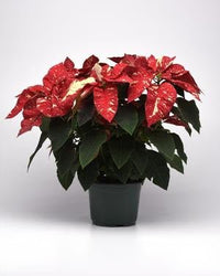 Red Glitter Poinsettia (Euphorbia pulcherrima) - Ladybird Nursery