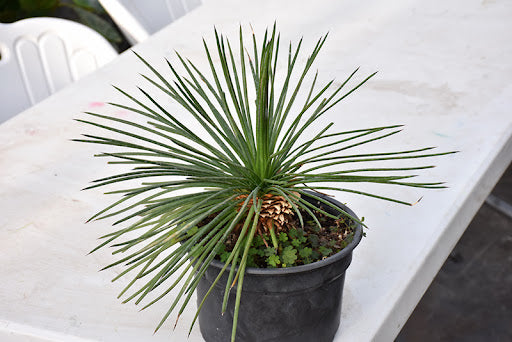 Twin Flowered Agave (Agave geminiflora)