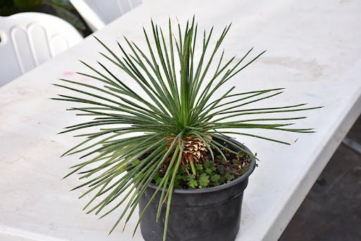 Twin Flowered Agave (Agave geminiflora) - Ladybird Nursery