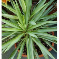 Spineless Yucca Silver Star (Yucca Elephantipes)