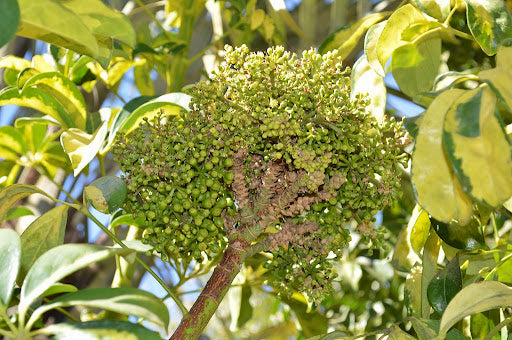 Tupidanthus (Schefflera pueckleri)