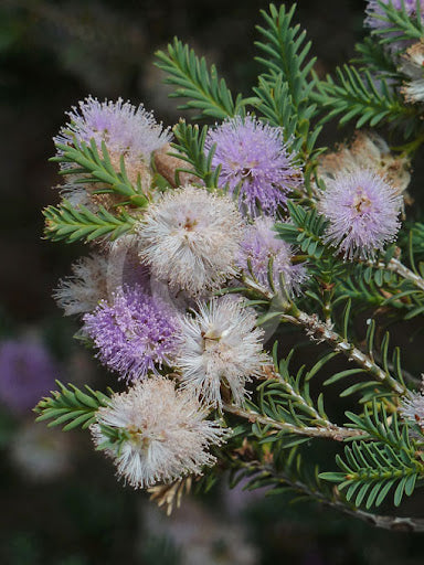 Totem Poles (Melaleuca decussata)