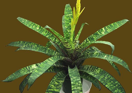 Tiger Tim Vriesea Plant – Buy Now! – Ladybird Nursery