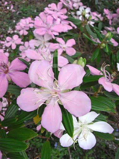 Tobouchina Noelene (Tibouchina) - Ladybird Nursery
