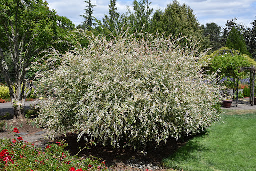Variegated Willow Hakuro Nishiki (Salix integra)