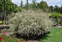 Variegated Willow Hakuro Nishiki (Salix integra) - Ladybird Nursery