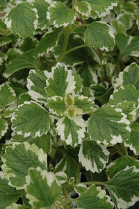 Variegated Swedish Ivy variegata (Plectranthus coleoides) - Ladybird Nursery