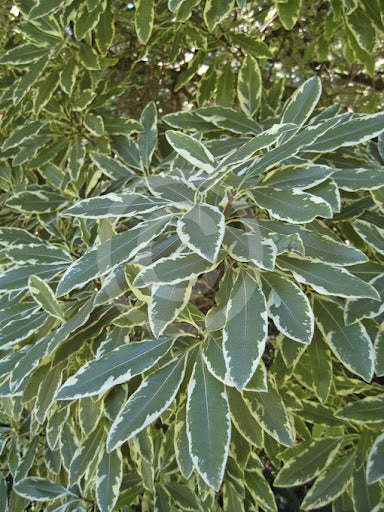 Variegated Lemonwood Variegatum (Pittosporum eugenioides)