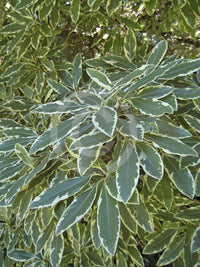 Variegated Lemonwood Variegatum (Pittosporum eugenioides)