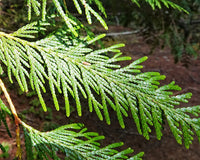 Western Red Cedar Hillerii (Thuja plicata)