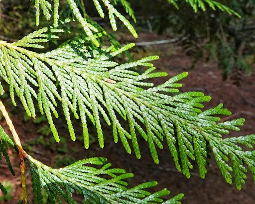 Western Red Cedar Hillerii (Thuja plicata) - Ladybird Nursery