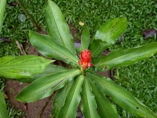 White Powder Costus (Costus pulverulentus)