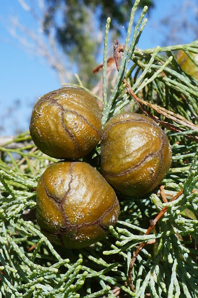 White Cypress Pine (Callitris columellaris)