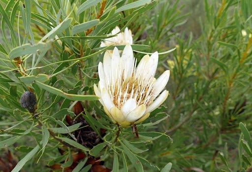 Protea White Repens - Ladybird Nursery