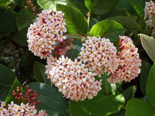 Yellow Throat (Rondeletia amoena) - Ladybird Nursery