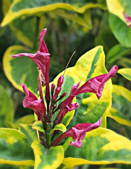 Caricature Plant aurea variegata (Graptophyllum pictum)