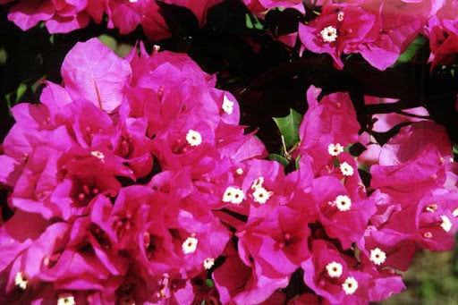 Zuki Bougainvillea (Bougainvillea Bambino™)